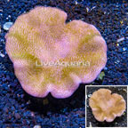 Toadstool Mushroom Leather Coral Vietnam (click for more detail)