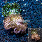 Toadstool Mushroom Leather Coral Fiji (click for more detail)