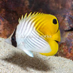 Auriga Butterflyfish (click for more detail)