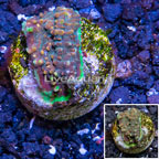 LiveAquaria® Cultured Chalice Coral (click for more detail)