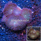 Rhodactis Mushroom Coral Indonesia (click for more detail)