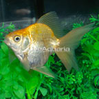 Gold Ryukin Goldfish (click for more detail)