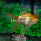 Gold Ryukin Goldfish (click for more detail)