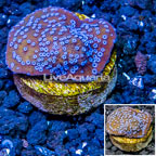 LiveAquaria® Cultured Montipora Coral (click for more detail)