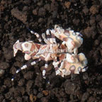  Harlequin Shrimp, Male (click for more detail)