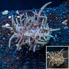 Sinularia Leather Coral Indonesia (click for more detail)