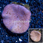 Toadstool Leather Coral Vietnam (click for more detail)