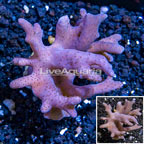 Sinularia Leather Coral Vietnam (click for more detail)