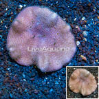 Toadstool Leather Coral Australia (click for more detail)