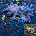 Sinularia Leather Coral Vietnam (click for more detail)