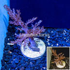 LiveAquaria® Cultured Tree Coral (click for more detail)