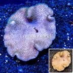 Toadstool Mushroom Leather Coral Vietnam (click for more detail)