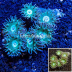 Duncan Coral Australia  (click for more detail)