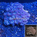 Acan Lord Coral Australia (click for more detail)