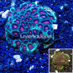 Favia Brain Coral, Indonesia (click for more detail)