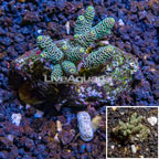 Acropora Coral Indonesia  (click for more detail)