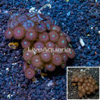 Zoanthus Coral Vietnam (click for more detail)