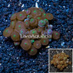 Zoanthus Coral Vietnam (click for more detail)