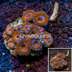 Acan Lord Coral Australia (click for more detail)