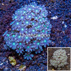 Glove Polyp Coral Indonesia (click for more detail)