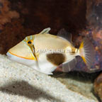 Bursa Triggerfish (click for more detail)