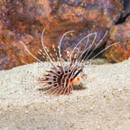 Antennata Lionfish (click for more detail)