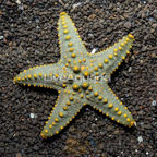 Knobby green sea star (click for more detail)