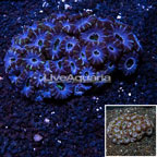 Acan Lord Coral Australia (click for more detail)