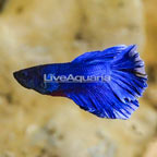 Butterfly Betta (click for more detail)