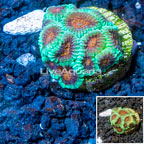 LiveAquaria® Cultured Dipsastrea Brain Coral (click for more detail)