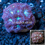  LiveAquaria® Cultured Blastomussa Coral (click for more detail)