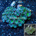 Acan Lord Coral Australia (click for more detail)