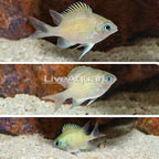 Ternate Damsel, Trio (click for more detail)