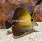 Scopas Tang (click for more detail)