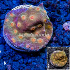 LiveAquaria® Cultured Cyphastrea Coral (click for more detail)