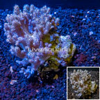 Sinularia Leather Coral Indonesia  (click for more detail)