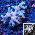 Sinularia Leather Coral Vietnam (click for more detail)