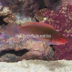 Blueside Fairy Wrasse. (click for more detail)