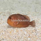 Penny Coral Croucher Goby (click for more detail)