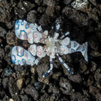  Harlequin Shrimp  (click for more detail)