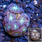 LiveAquaria® Cultured Blastomussa Merletti Coral (click for more detail)