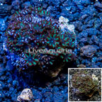 Blue Sympodium Coral Indonesia (click for more detail)