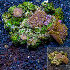 Ricordea Mushroom Coral Indonesia (click for more detail)