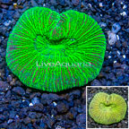 Open Brain Coral Australia (click for more detail)