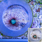 Tube Anemone (click for more detail)