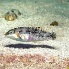 Nebulosus Wrasse (click for more detail)