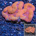 Lobed Brain Coral Fiji (click for more detail)