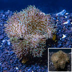 Toadstool Mushroom Leather Coral  Indonesia (click for more detail)