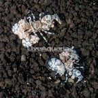 Harlequin Shrimp, Pair (click for more detail)