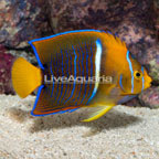 Passer Angelfish (click for more detail)